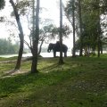 Auf dem Weg zum Supermarkt konnte man auf Elefanten reiten.