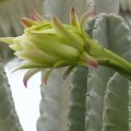 P1010179