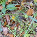 01_Schwarzatal_034