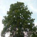 P1020446