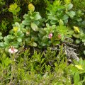 Rostblättrige Alpenrose