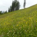 Alpenwiese - im Winter ein Skihang