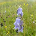 Bärtige Glockenblume