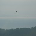 Ein junger Seeadler.