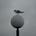 20110715_182619