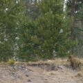 Fahrt zur Frischen Nehrung - Wildschweinalarm auf der Straße