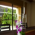 Orchidee auf dem Essenstisch