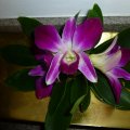 Orchidee in einer Zierschale in der Küche