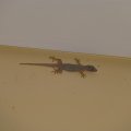 Gecko im Treppenhaus