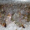 Tigerprawns
