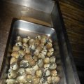 Venusmuscheln