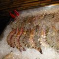 Tigerprawns