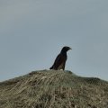 "Thai-Amsel"