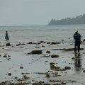 Die Leute suchen Muscheln und sonstiges 
Essbares im Schlick