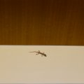Wieder zurück im Hotel begüßen uns die Geckos