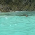 Affen können schwimmen - wieder etwas gelernt.
