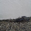 Skorpion