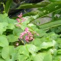 Der Samui Butterfly Garden