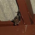Fledermaus