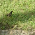 Thai-Amsel ;)