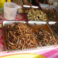 Grillen und Mehlwürmer, fein gebraten.