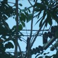 Affe im Baum?