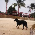 Ein neuer Freund stellt sich uns am Strand vor ;)