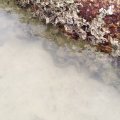 Eine Muräne versteckt sich unter dem Stein.