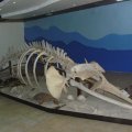 Das Visitor-Center hat nur ein einziges Ausstellungsobjekt - ein Wal-Skelett
