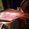 Red Snapper vorher . . .