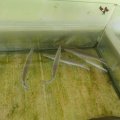 Aufzuchtstation für Manjuari (Kubanische Knochenhechte), welche in Kuba endemisch sind