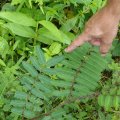Mimosen