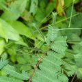Blätter der Mimose vor und nach der Berührung mit dem Finger