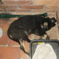 Der Welpe in unserer Casa