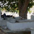 Siesta auf Gräbern: Friedhofsmitarbeiter und streuend Hunde
