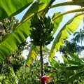 Bananenstaude