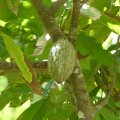 Kakao-Frucht