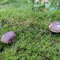 IMG_20231028_103253