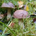 IMG_20231028_110152