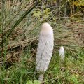 IMG_20231028_110547