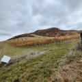 IMG_20231105_105113